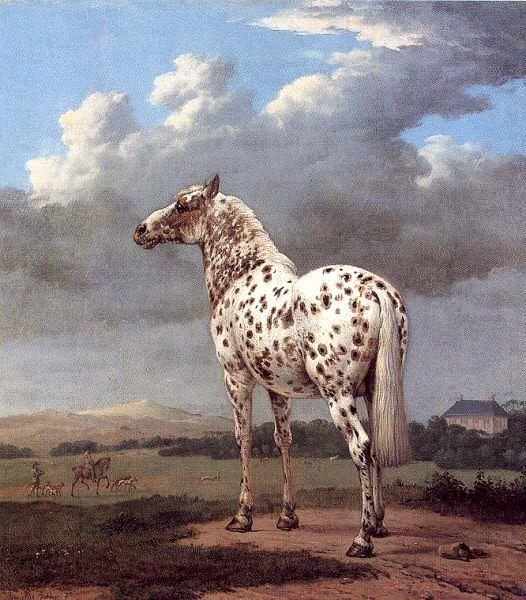 POTTER, Paulus The Piebald Horse oil painting image